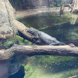 Tropical Realm - Spectacled caiman exhibit 191021