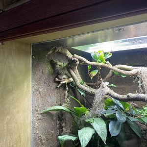 Tropical Realm - Mexican leaf frog exhibit 191021