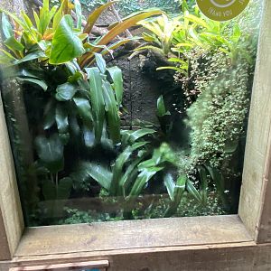 Tropical Realm - Strawberry poison frog exhibit 191021