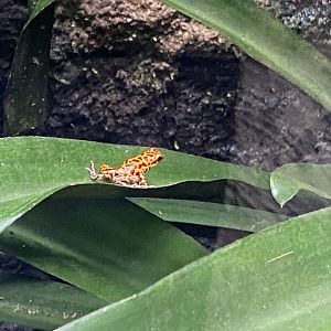 Tropical Realm - Strawberry poison frog 191021