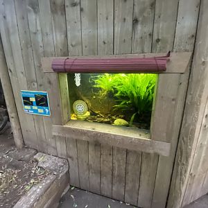Tropical Realm - Rio Cauca caecilian exhibit 191021