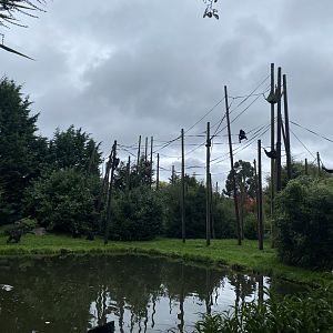 Chimpanzee exhibit 191021