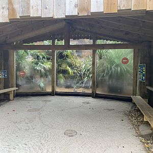 Elegant crested tinamou and Blue-throated macaw exhibit 191021
