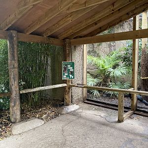 Red-billed curassow exhibit 191021