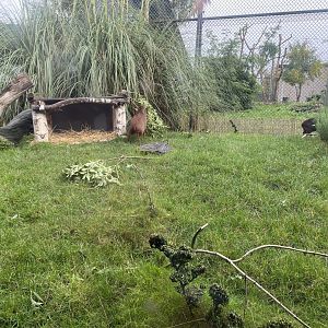 Southern pudu exhibit 191021