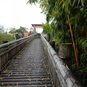 Realm of the Red Ape 191021