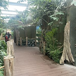 Realm of the Red Ape 191021