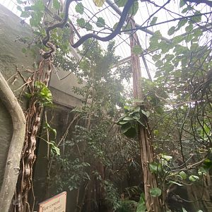 Realm of the Red Ape - Blue-crowned hanging-parrot aviary 191021