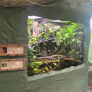 Realm of the Red Ape - Chinese crocodile lizard and White cloud mountain minnow exhibit 191021