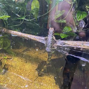 Realm of the Red Ape - Chinese crocodile lizard 191021