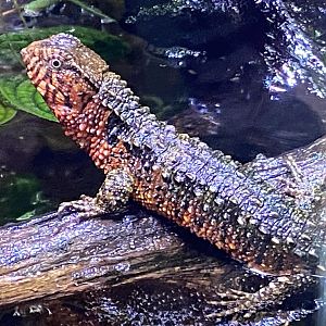 Realm of the Red Ape - Chinese crocodile lizard 191021