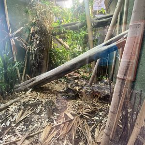 Realm of the Red Ape - Reticulated python exhibit 191021