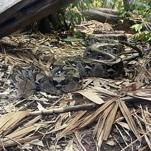 Realm of the Red Ape - Reticulated python 191021