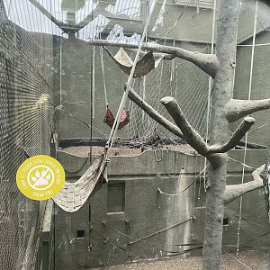 Realm of the Red Ape - Bornean orangutan exhibit 191021