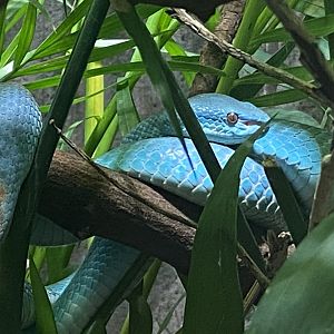 Realm of the Red Ape - Wetar Island tree viper 191021