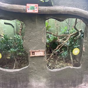 Realm of the Red Ape - Banded mangrove snake exhibit 191021