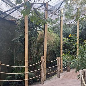 Realm of the Red Ape - Mixed aviary 191021
