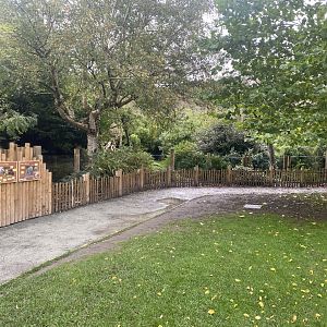 Asian small-clawed otter and Sulawesi babirusa exhibit 191021