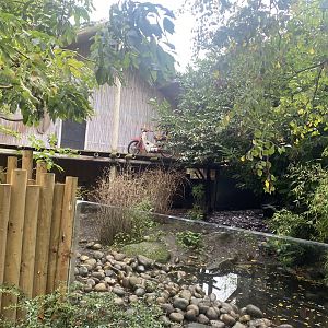 Asian small-clawed otter and Sulawesi babirusa exhibit 191021