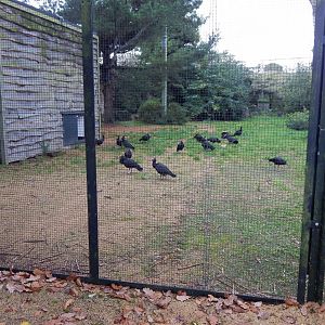 Edge of Europe aviary 191021