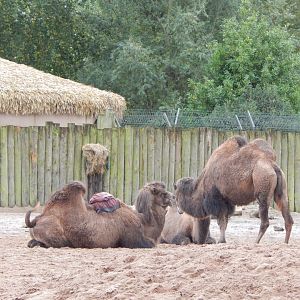 Bactrian camels 191021