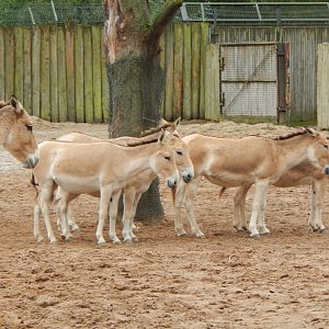 Persian onagers 191021