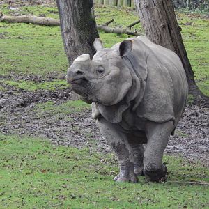Indian rhinoceros 191021