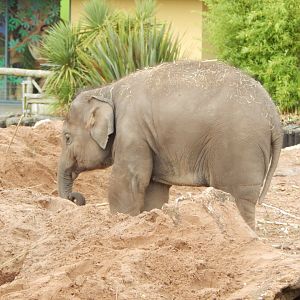 Asian elephant 191021