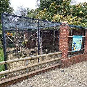 Blue-throated macaw aviary 061121