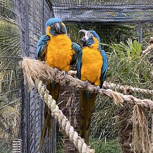 Blue-throated macaws 061121
