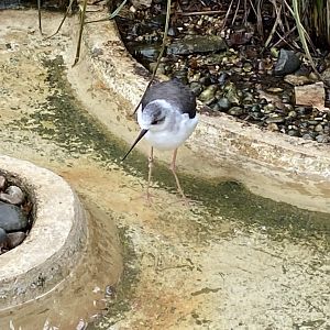 Black-winged stilt 061121