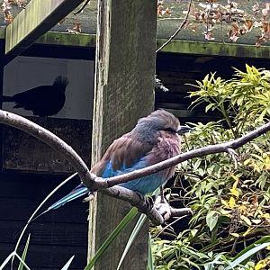 Lilac-breasted roller 061121