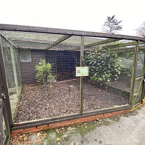 Temminck's tragopan aviary 061121
