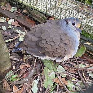 Red-necked Sulawesi ground-dove 061121