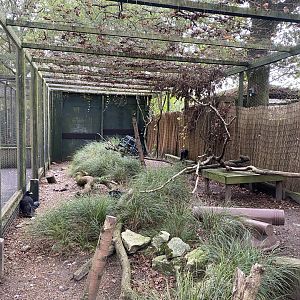 Striated caracara aviary 061121