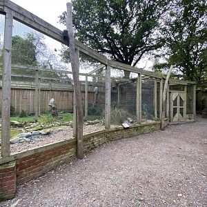 Owl Parliament - Snowy owl aviary 061121