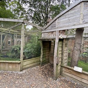 Owl Parliament - owl aviaries 061121