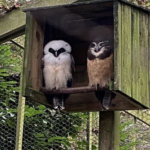 Owl Parliament - Spectacled owls 061121