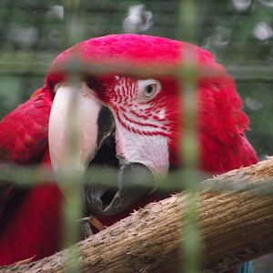 Green-winged Macaw - Zooparc de Beauval - 01/2018