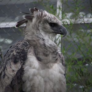 Harpy Eagle - Zooparc de Beauval - 07/2020