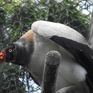 King Vulture - Zooparc de Beauval - 04/2018
