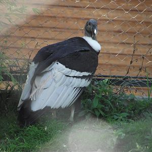 Andean Condor - Zooparc de Beauval - 08/2017
