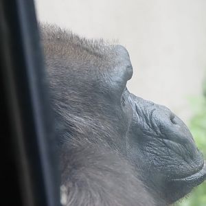Western lowland gorilla