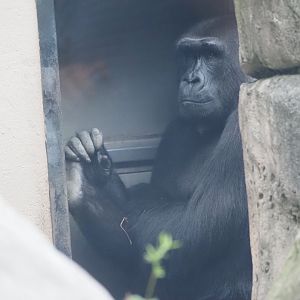 Western lowland gorilla