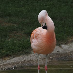 Chilean flamingo