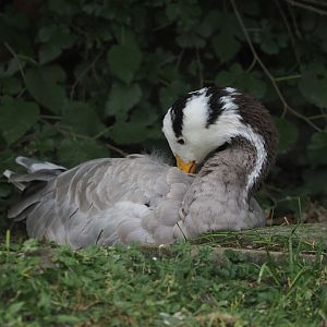 Bar-headed goose