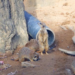 Meerkats at the Greensboro Science Center