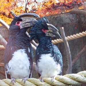 Trumpeter Hornbills at the Greensboro Science Center