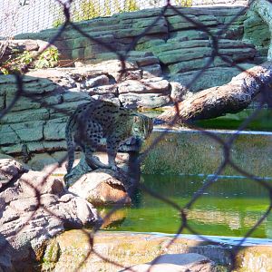 Fishing Cat at the Greensboro Science Center