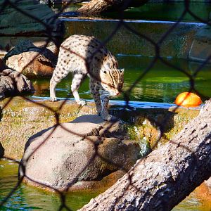 Fishing Cat at the Greensboro Science Center